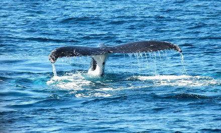 Les Baleines de Bangudae à découvrir au Muséum d’histoire naturelle de La Rochelle