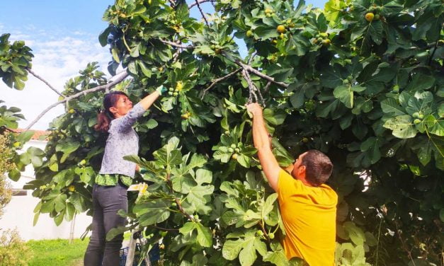 A La Rochelle, ces fruits donnent des ailes à la solidarité