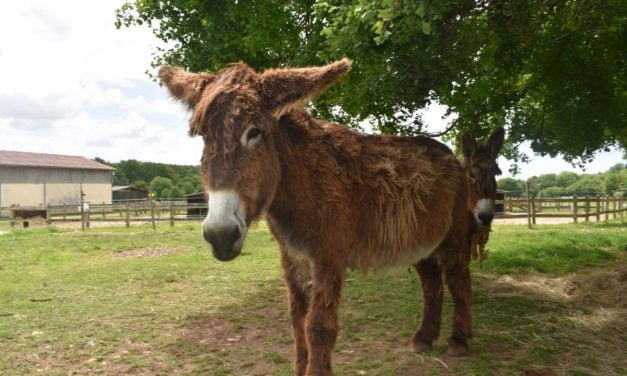 Le Baudet du Poitou se fait beau à Dampierre-sur-Boutonne