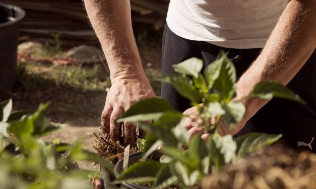 C’est la saison des plantations à La Rochelle