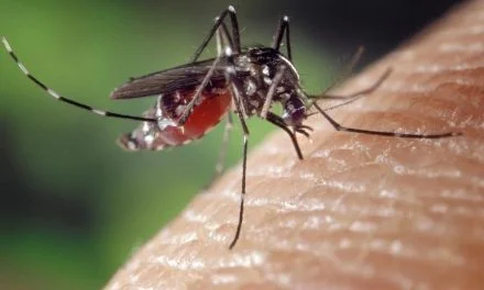Moustiques : comment les éviter cet été