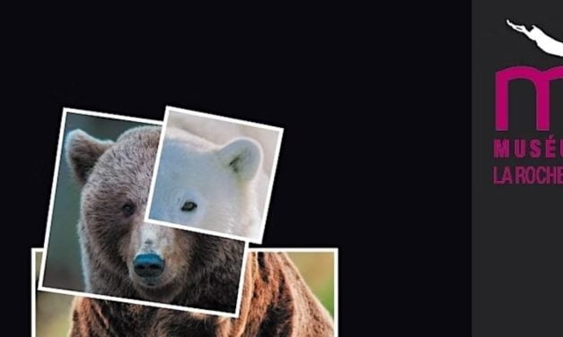 Les ours à découvrir au Muséum d&rsquo;histoire naturelle de La Rochelle