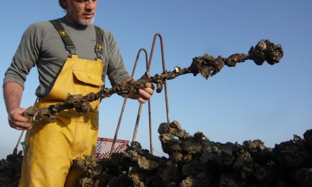 L&rsquo;histoire de l&rsquo;ostréiculture en Saintonge Maritime se dévoile