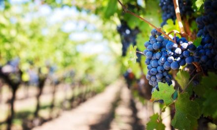 Charente-Maritime : l’ostréiculture et la viticulture en quête de saisonniers
