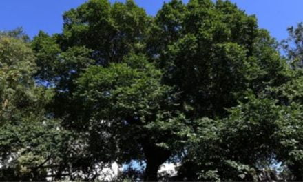 50 arbres et arbustes plantés à Villeneuve-les-Salines