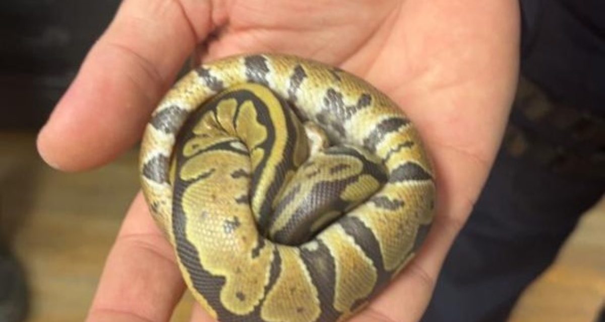 Charente-Maritime : Hawkeye le python, évite la prison