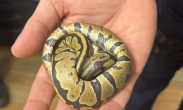 Charente-Maritime : Hawkeye le python, évite la prison