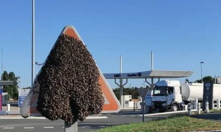 Insolite. Un essaim d’abeilles cache un panneau de signalisation à Angoulins