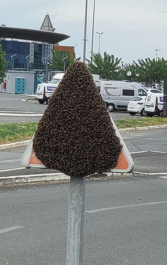 Essaim abeilles sur panneau de signalisation