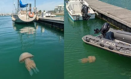 Une étonnante méduse aperçue à La Rochelle