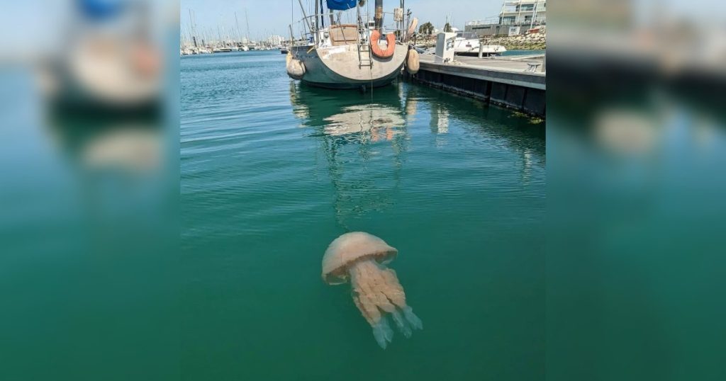 meduse près pont porta La rochelle