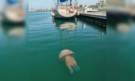 L’Aquarium de La Rochelle donne un nom à la méduse de la Pentecôte