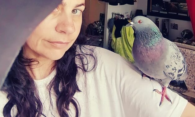 A La Rochelle, Abel le pigeon « cherche son humain »