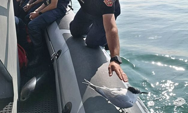 La mouette rieuse de Gaston Lagaffe débarque à la gendarmerie de Charente-Maritime