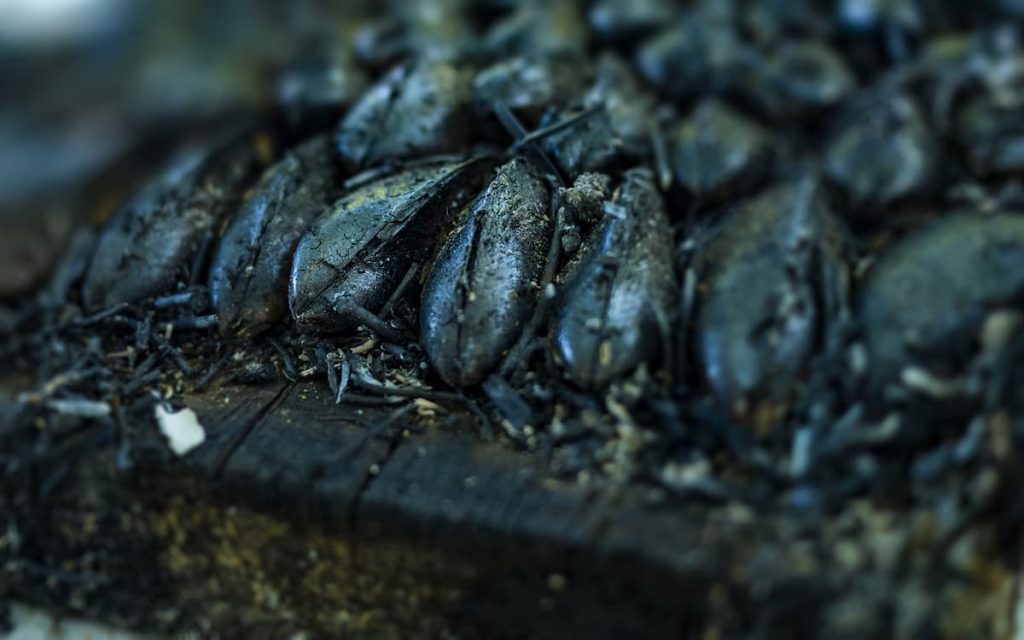 eclade-moules
