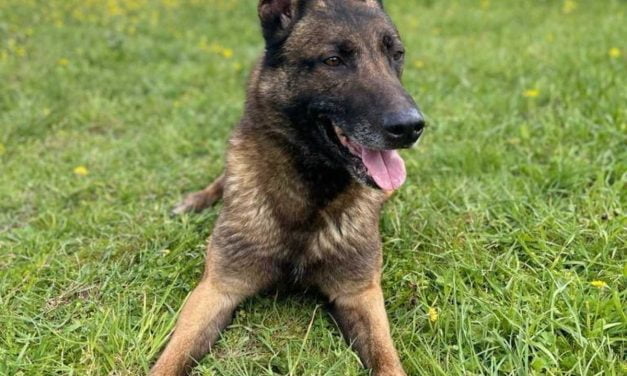 La Rochelle : Thor, chien de police, est en quête de nouveaux maîtres