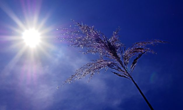 Plan canicule : ce qui est organisé à La Rochelle