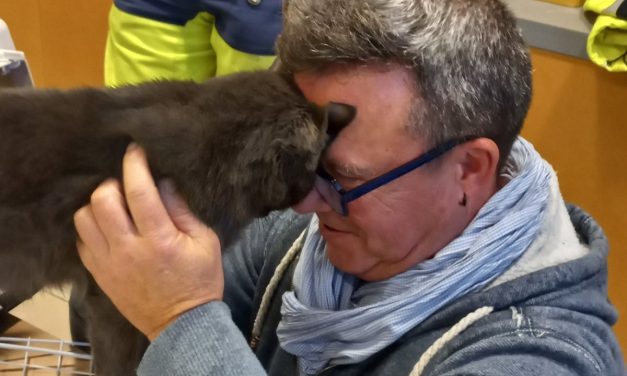 Un chat retrouve son maître quatre mois après sa disparition en Charente-Maritime