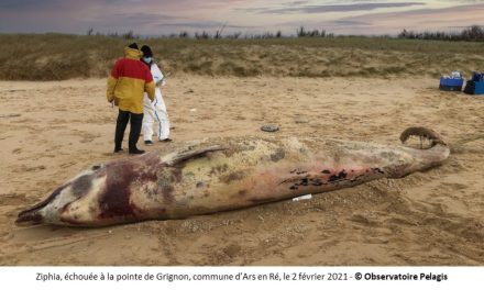 La Fête de la science se penche sur l’affaire Ziphia à La Rochelle