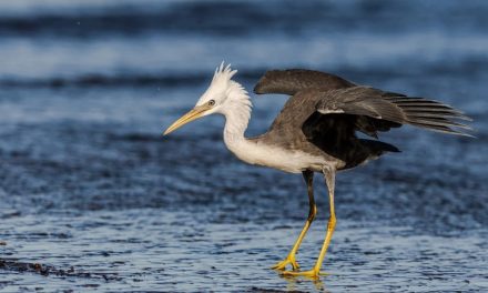 Au fil de l’eau revient à Nieul-sur-Mer