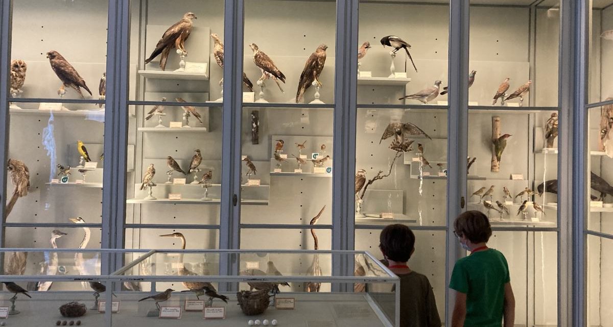 Une nouvelle exposition au Muséum d’histoire naturelle de La Rochelle