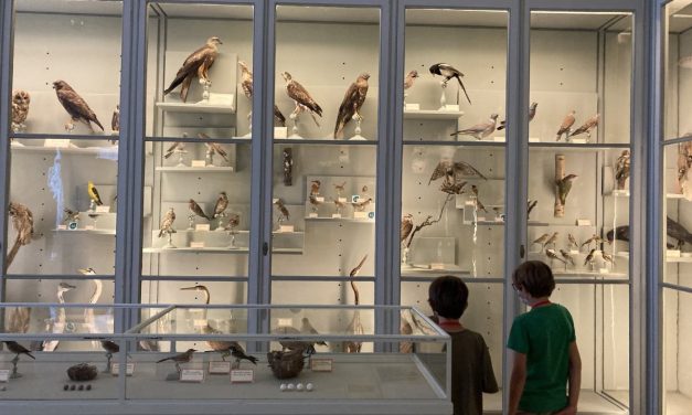 Une nouvelle exposition au Muséum d’histoire naturelle de La Rochelle