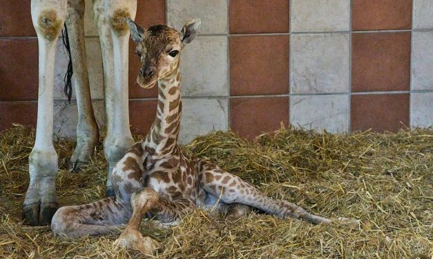 Le zoo de La Palmyre s’agrandit : bienvenue à Gustave le girafon