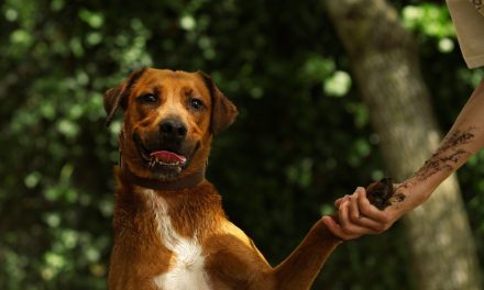 Un refuge pour chats et chiens près de La Rochelle a besoin d’aide