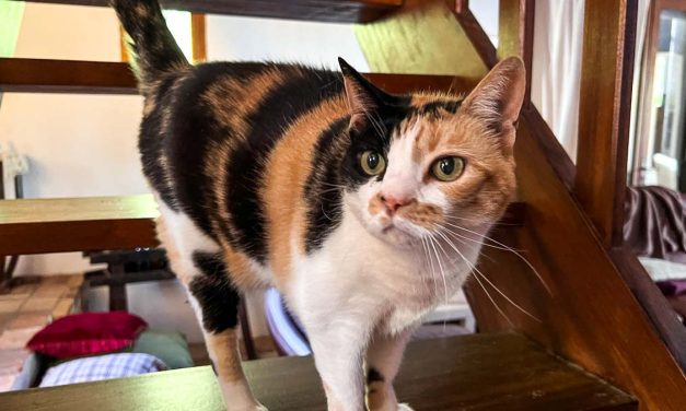 Sainte-Marie-de-Ré : Une pièce de théâtre pour soutenir un refuge pour chats