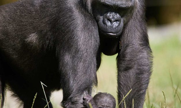 Un gorille est né au zoo de La Palmyre