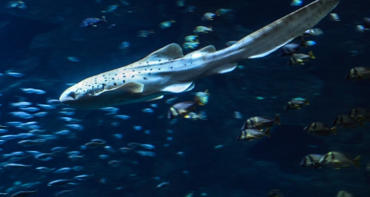 Trois requins-léopards à découvrir à l’aquarium de La Rochelle