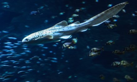 Trois requins-léopards à découvrir à l’aquarium de La Rochelle