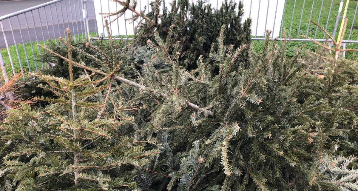 La Rochelle donne une seconde vie aux sapins de noël