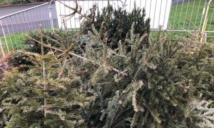 La Rochelle donne une seconde vie aux sapins de noël