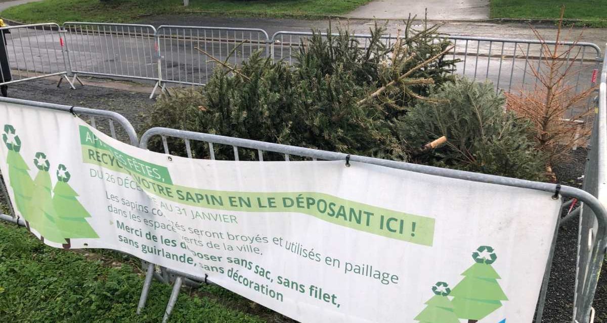 A La Rochelle, une seconde vie pour les sapins de noël