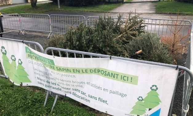 A La Rochelle, une seconde vie pour les sapins de noël