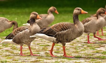 Cet oiseau sauvage s’installe à La Rochelle et il est le bienvenu