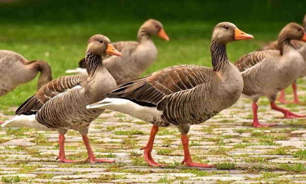 Cet oiseau sauvage s’installe à La Rochelle et il est le bienvenu