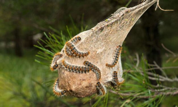 La lutte contre les chenilles processionnaires du pin s’organise sur l’île d’Oléron