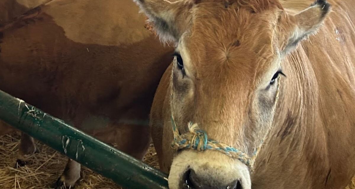 Sècheresse, canicule : quelles aides pour les agriculteurs de Charente-Maritime ?
