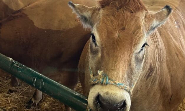 Sècheresse, canicule : quelles aides pour les agriculteurs de Charente-Maritime ?