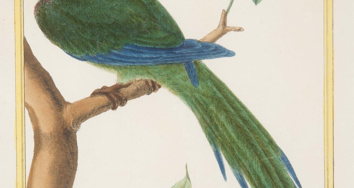 Oiseaux d’Amérique : le Musée du Nouveau Monde dévoile une exposition entre art et science