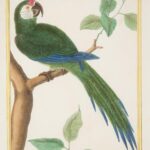 Oiseaux d’Amérique : le Musée du Nouveau Monde dévoile une exposition entre art et science