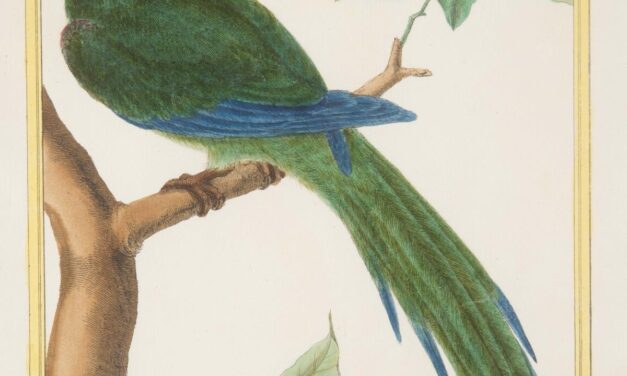 Oiseaux d’Amérique : le Musée du Nouveau Monde dévoile une exposition entre art et science