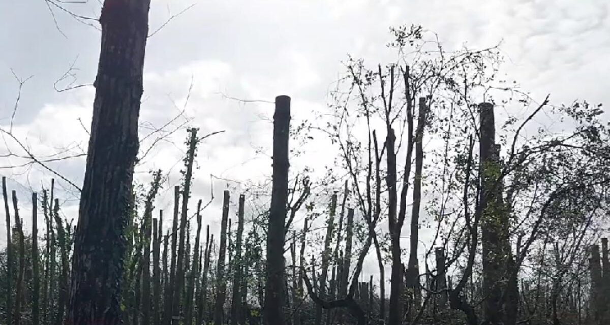 « Un désastre devenu irréversible » : le collectif pour la défense du bois de la Faucherie dénonce les coupes d&rsquo;arbres