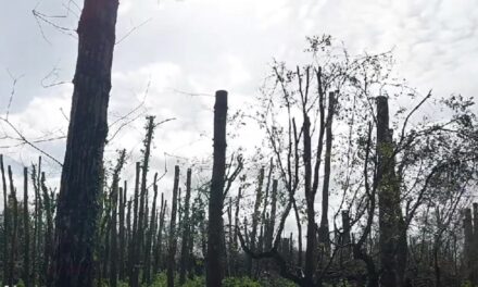 « Un désastre devenu irréversible » : le collectif pour la défense du bois de la Faucherie dénonce les coupes d&rsquo;arbres