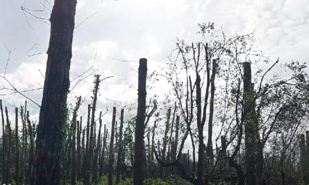 « Un désastre devenu irréversible » : le collectif pour la défense du bois de la Faucherie dénonce les coupes d&rsquo;arbres