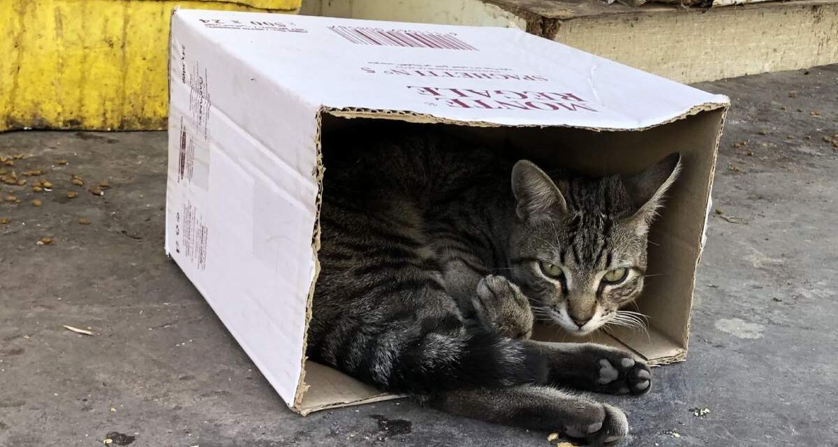 Comment cette association rochelaise vient en aide aux chats abandonnés