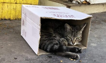 Comment cette association rochelaise vient en aide aux chats abandonnés