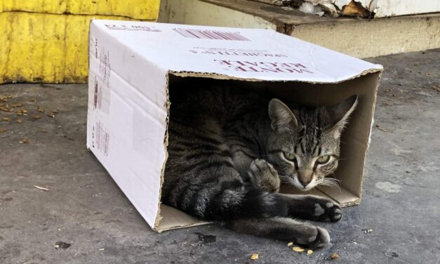 Comment cette association rochelaise vient en aide aux chats abandonnés